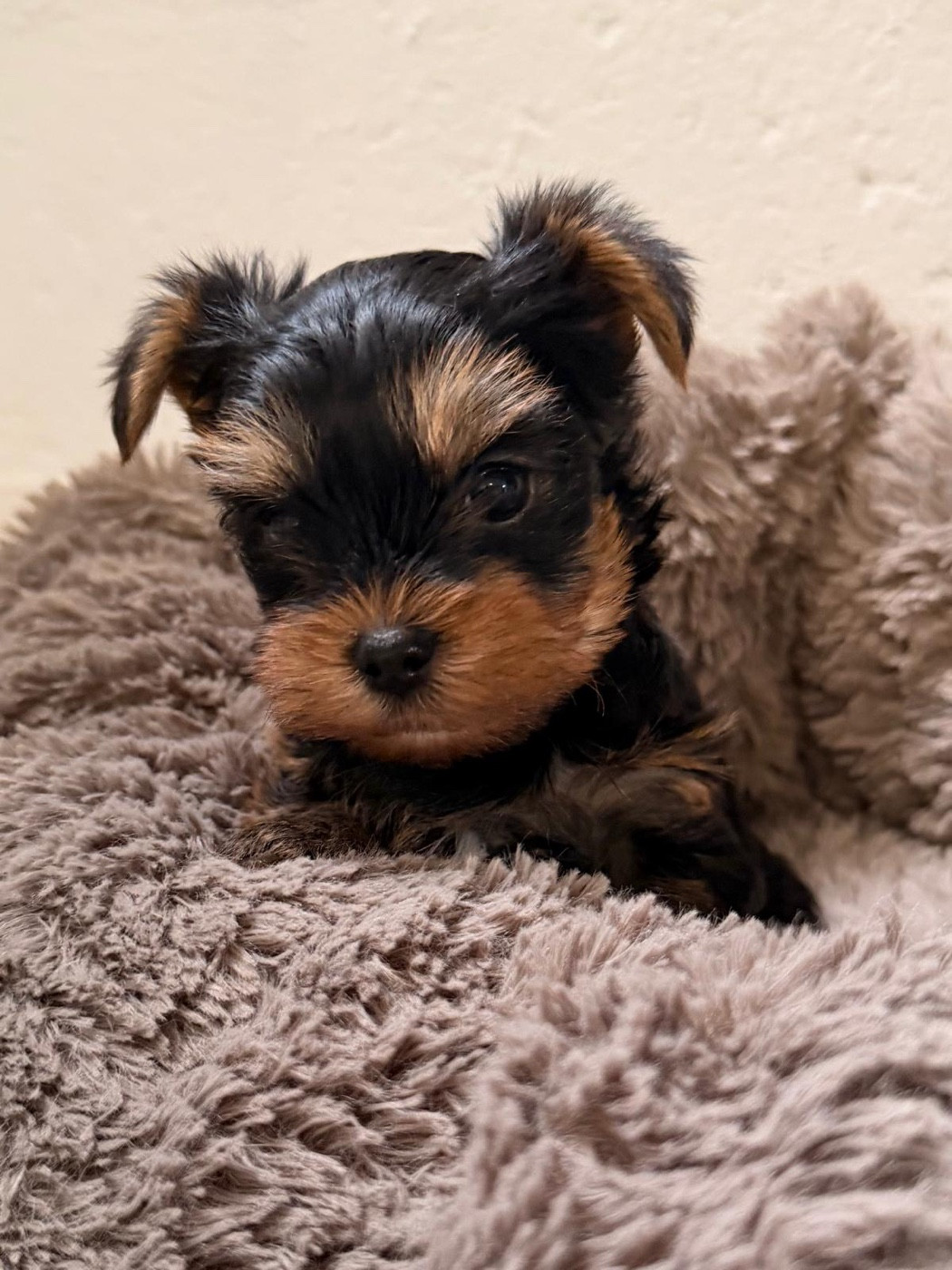 De la Choupette family - Chiots disponibles - Yorkshire Terrier