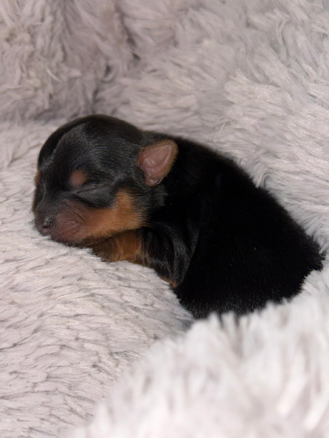 De la Choupette family - Chiots disponibles - Yorkshire Terrier