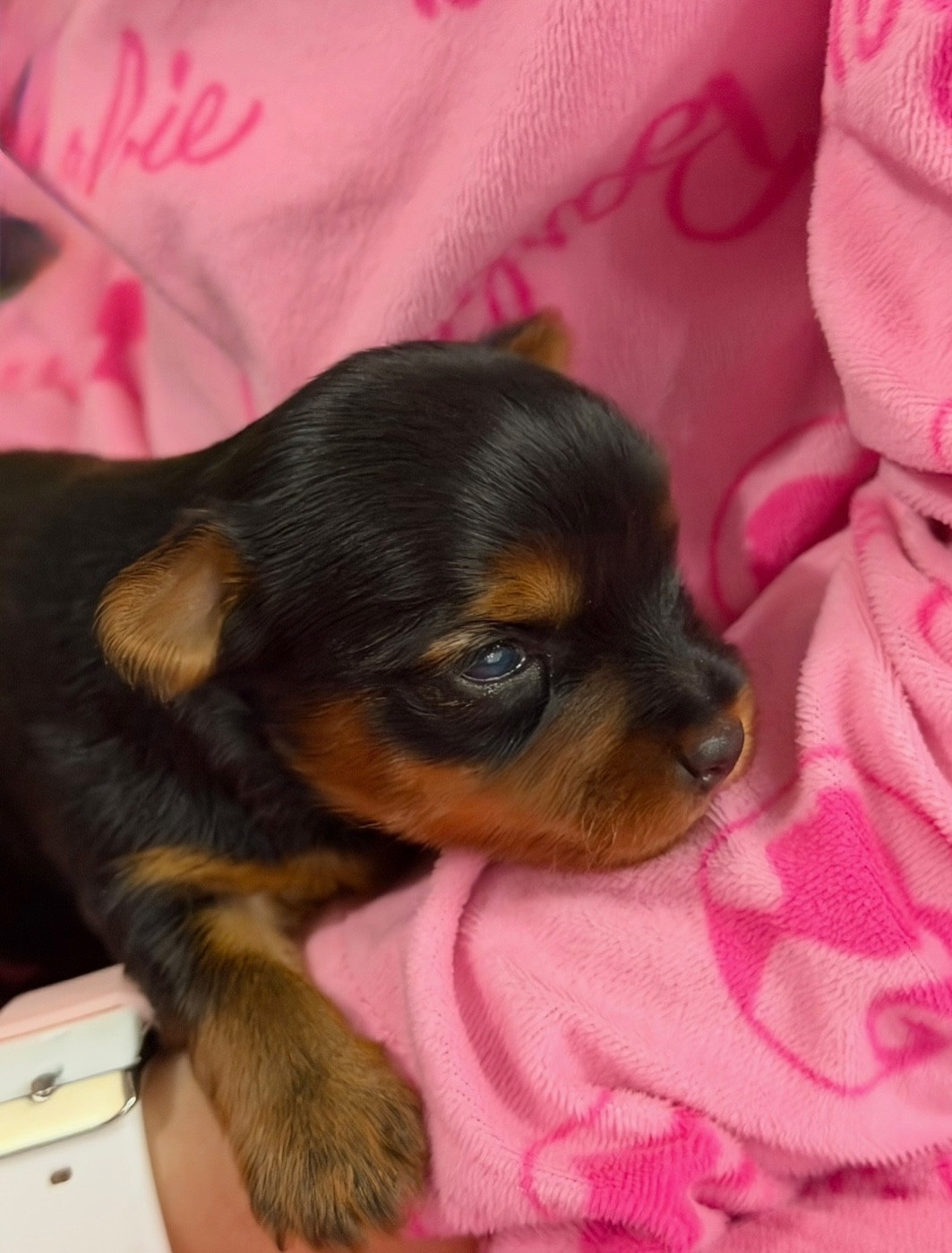 De la Choupette family - Chiots disponibles - Yorkshire Terrier