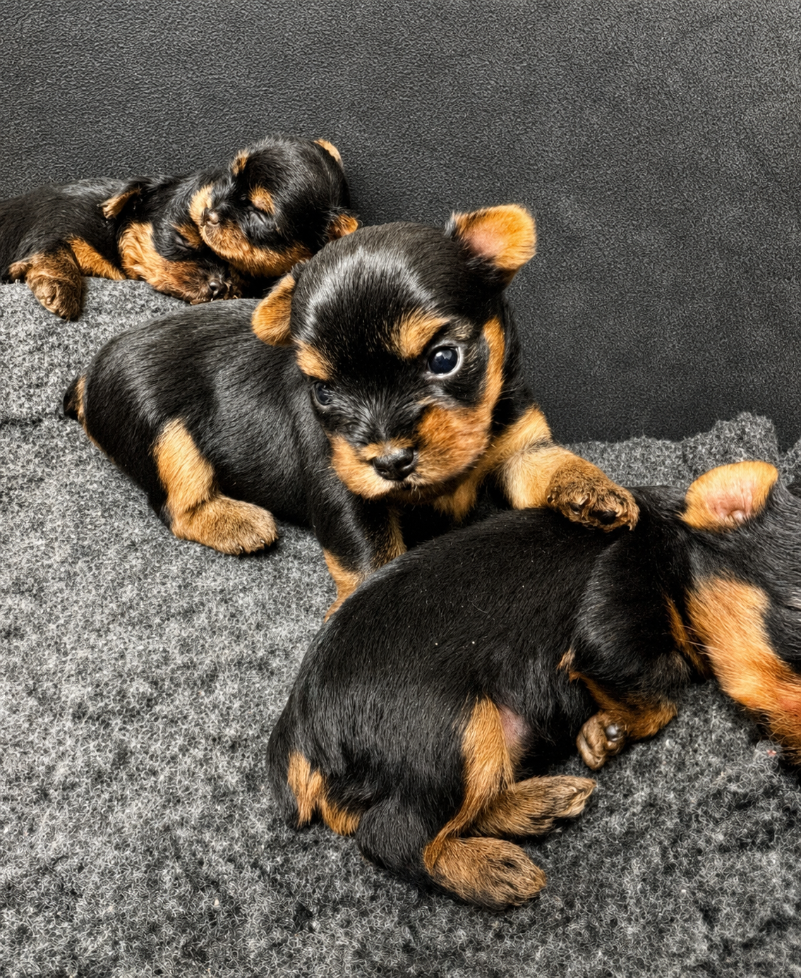 Chiot Yorkshire Terrier De la Choupette family