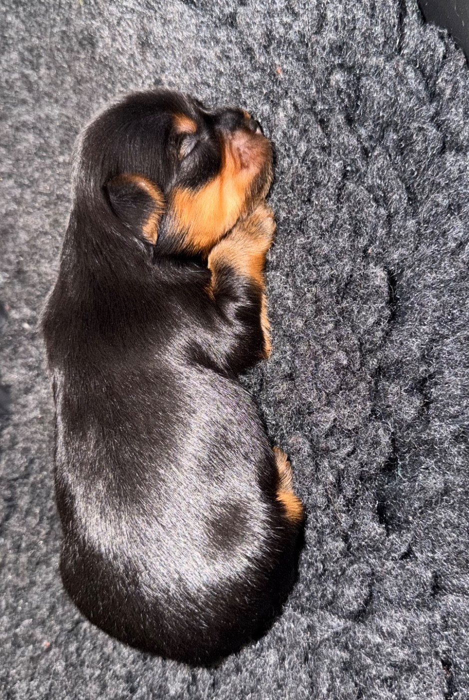 De la Choupette family - Chiots disponibles - Yorkshire Terrier