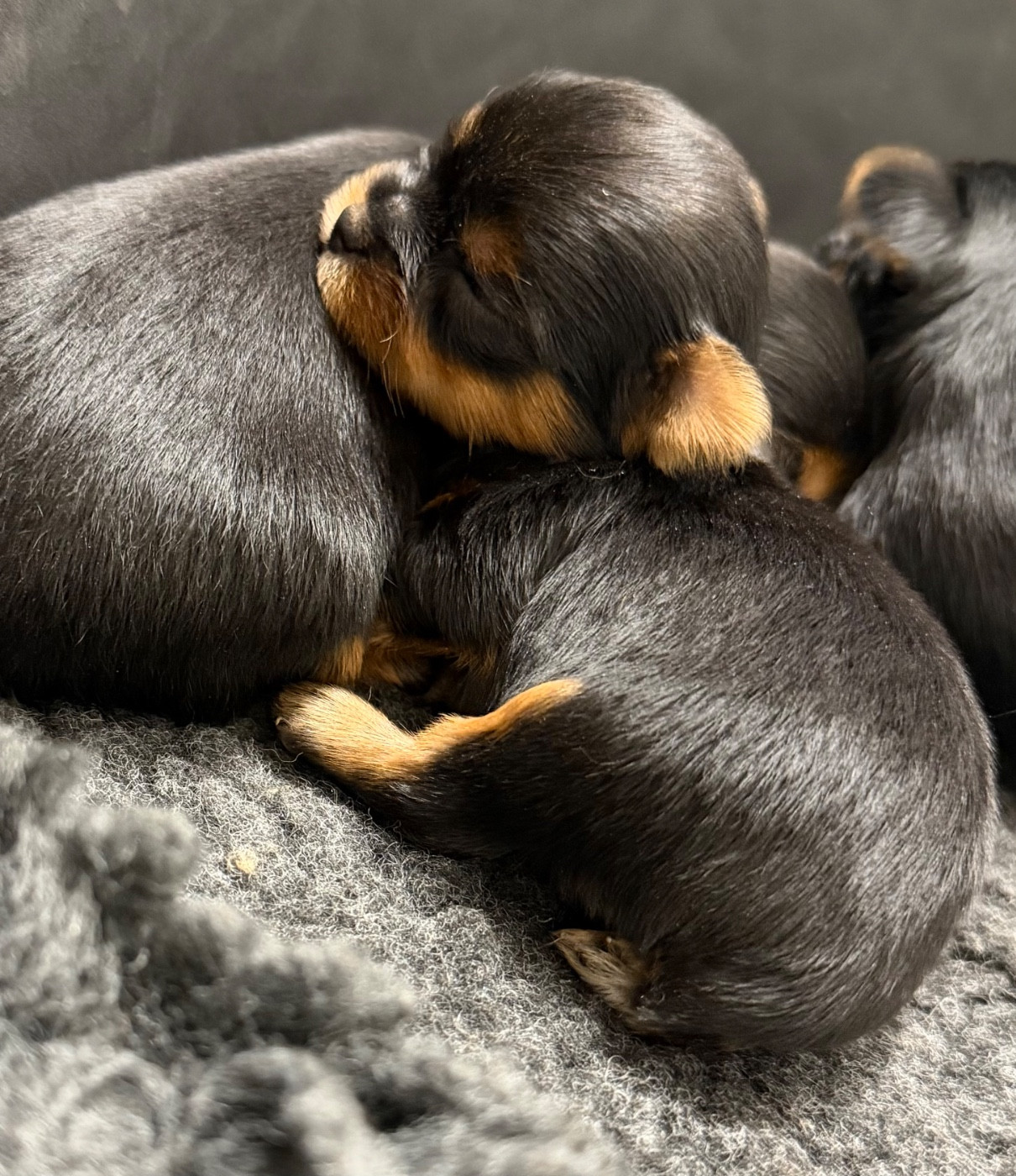 De la Choupette family - Chiots disponibles - Yorkshire Terrier