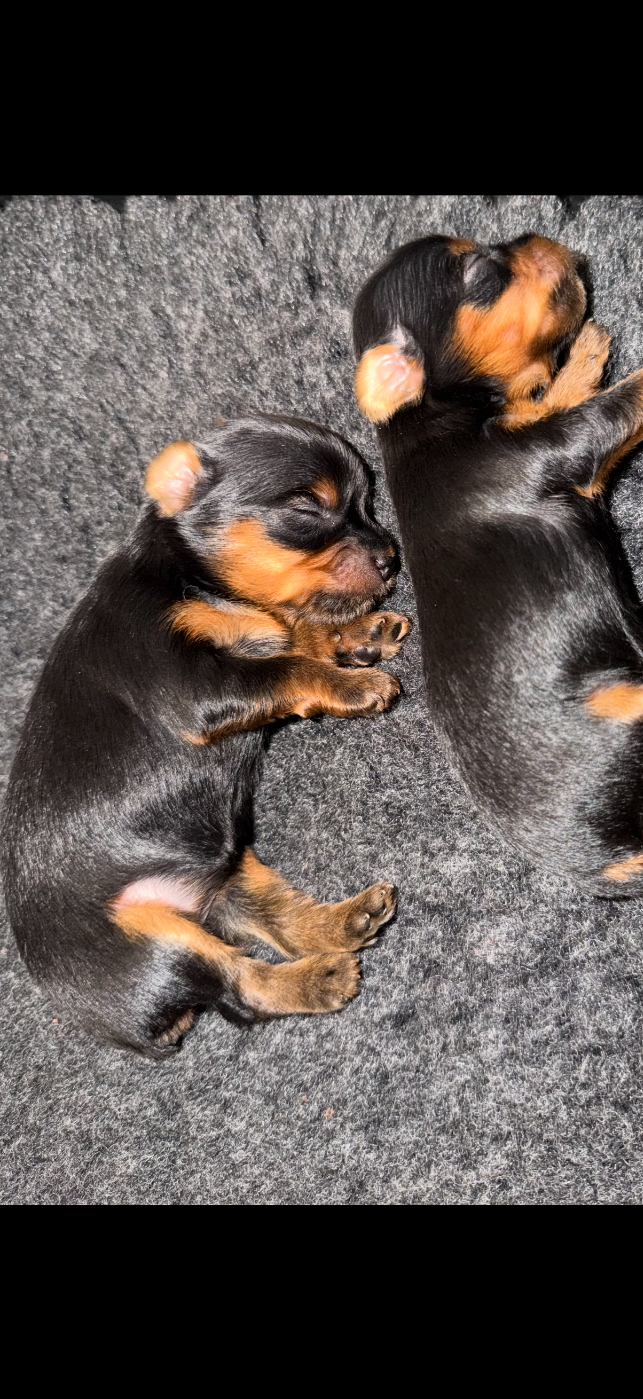 De la Choupette family - Chiots disponibles - Yorkshire Terrier