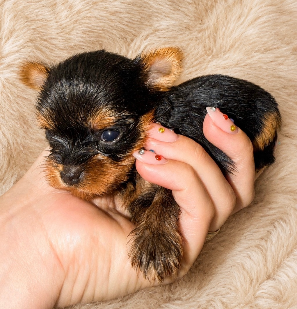 De la Choupette family - Chiots disponibles - Yorkshire Terrier