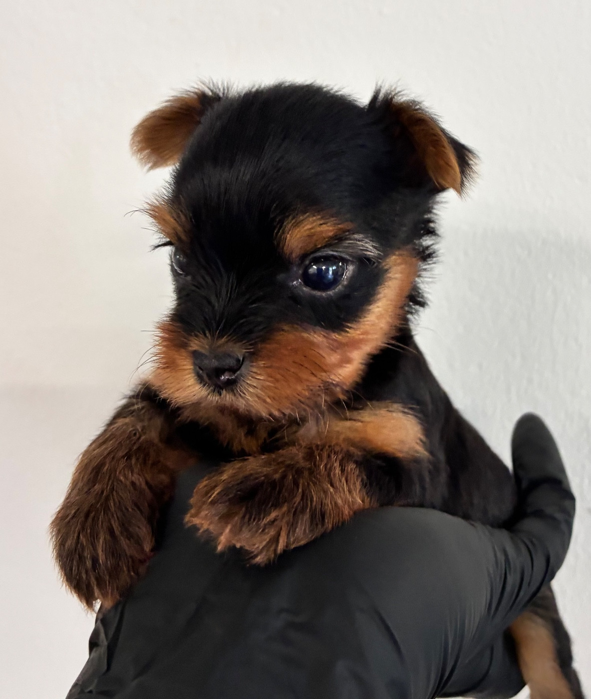 De la Choupette family - Chiots disponibles - Yorkshire Terrier