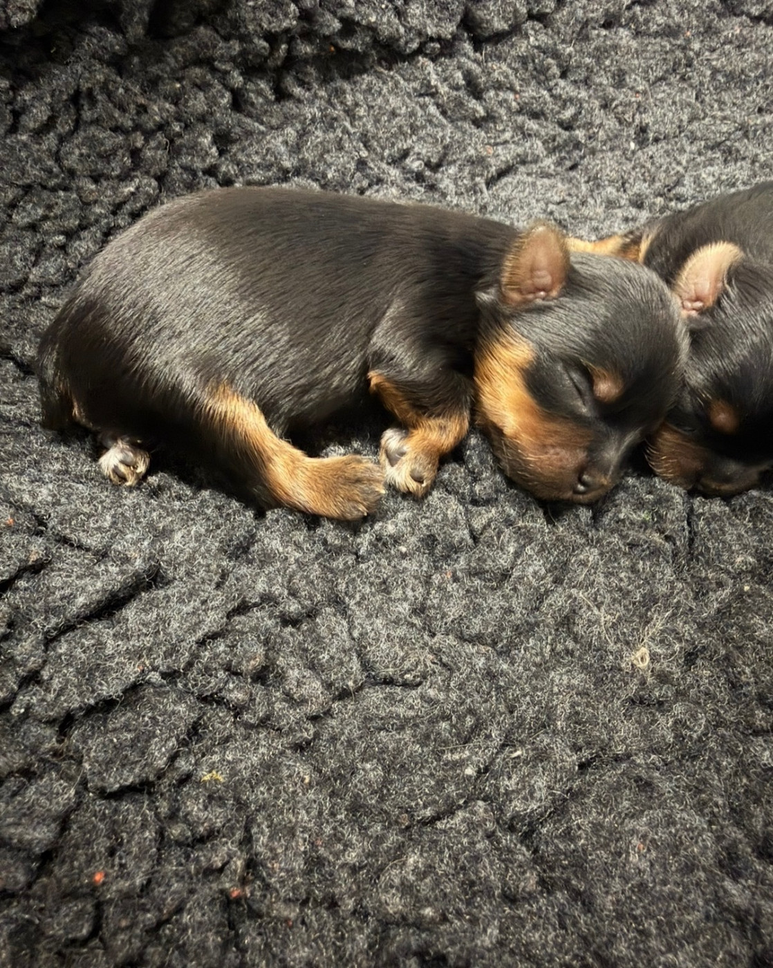 De la Choupette family - Chiots disponibles - Yorkshire Terrier