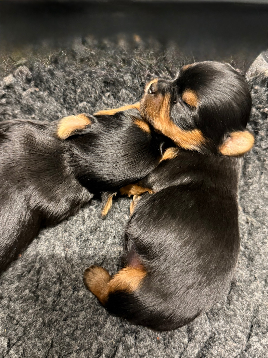 De la Choupette family - Chiots disponibles - Yorkshire Terrier