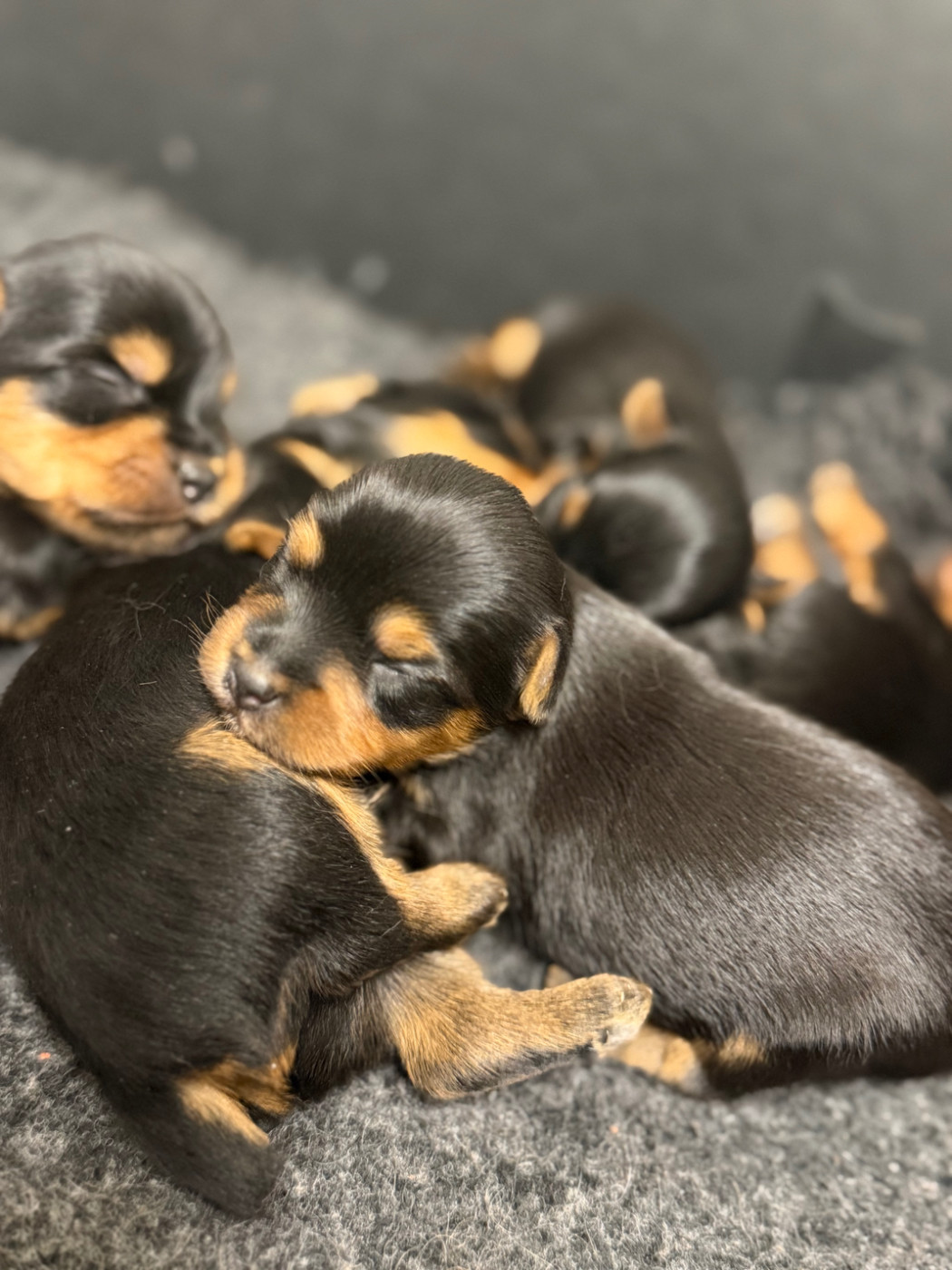 De la Choupette family - Chiots disponibles - Yorkshire Terrier