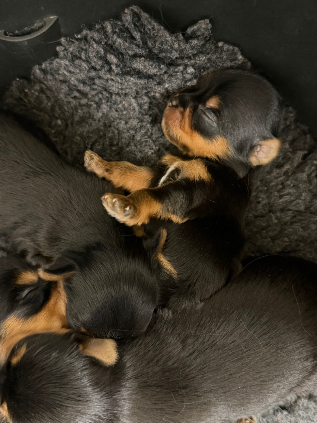De la Choupette family - Chiots disponibles - Yorkshire Terrier
