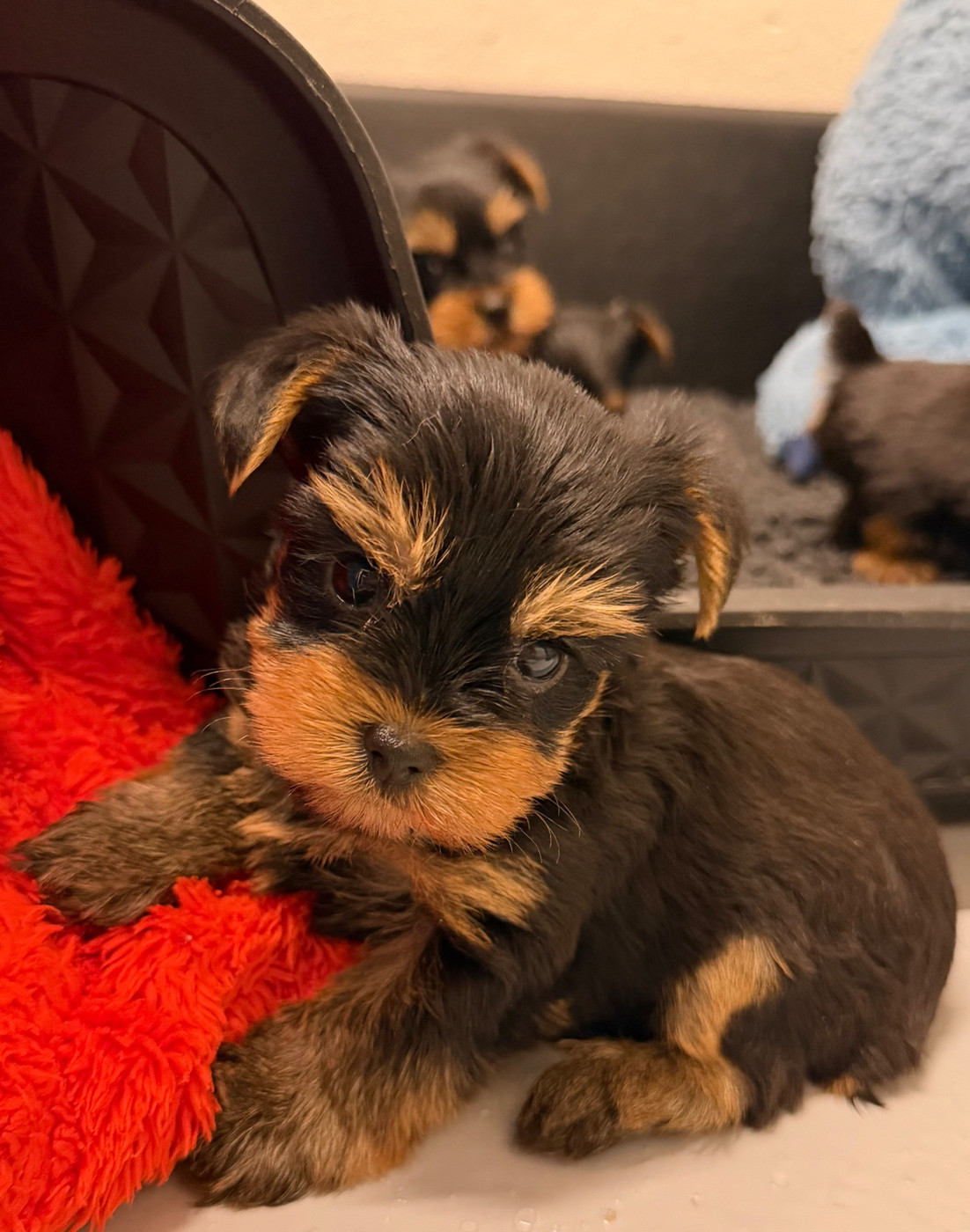 De la Choupette family - Chiots disponibles - Yorkshire Terrier