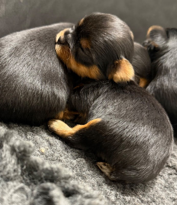 Chiot N°4
